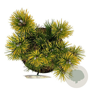 Pinus mugo 'Winter Gold' 20-25 cm
