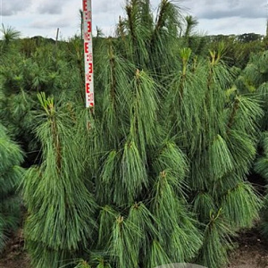 Pinus wallichiana 175-200 cm draadkluit extra