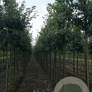 Quercus robur 14-16 HO draadkluit