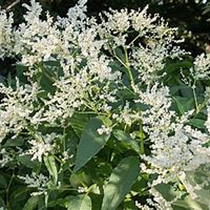 Persicaria polymorpha GM  P11