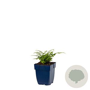 Polystichum set. 'Herrenhausen' GM  P11
