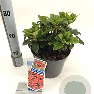 Rhododendron (F) 'Scarlet Wonder' 20-25 cm 3,0L