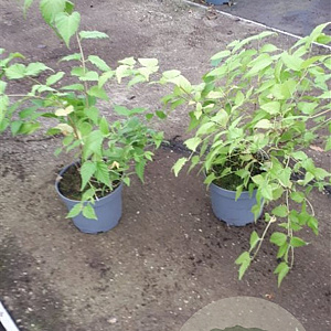 Rhodotypos scandens GM 1.5