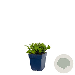 Prunella grand. 'Alba' GM  P11