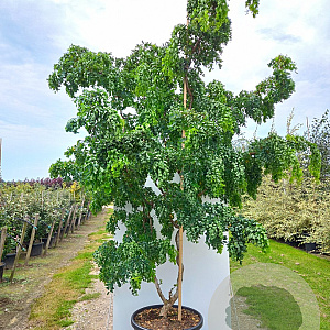 Robinia ps. Twisty Baby 250-300 cm cont. 110L