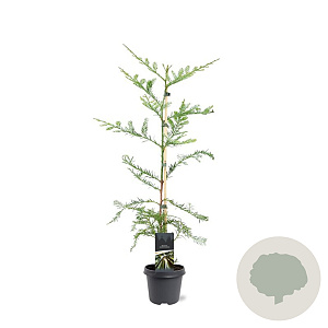Sequoia sempervirens 80-100 cm 5,0L