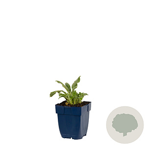 Stachys byzantina GM  P11