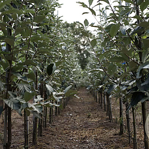 Sorbus aria 'Magnifica' 10-12 HO draadkluit
