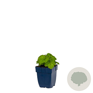 Tellima grandiflora GM  P11