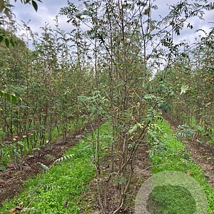 Sorbus aucuparia 250-300 cm draadkluit meerstammig