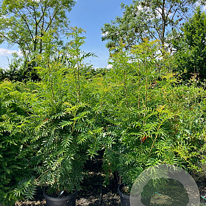 Sorbus 'Dodong' 175-200 cm 45L meerstammig