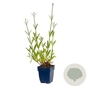 Verbena bonariensis GM  P11