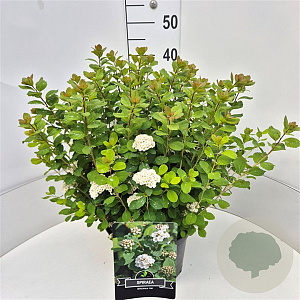 Spiraea betulifolia 'Tor' 40-60 cm 10L