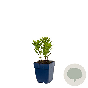 Veronicastrum virg. 'Pink Glow' GM  P11