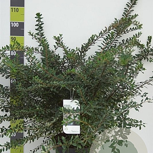 Spiraea nipp. 'Snowmound' 100-125 cm 12L