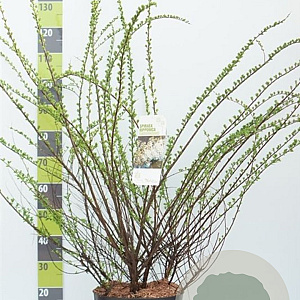 Spiraea nipp. 'Snowmound' 100-125 cm 12L