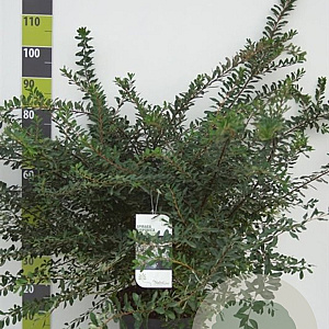 Spiraea nipp. 'Snowmound' 100-125 cm 12L