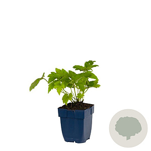 Anemone tom. 'Robustissima' GM  P11