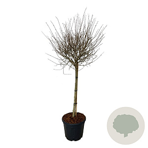 Syringa Bloomerang Pink Perfume 90 cm stam 30L