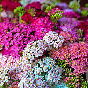 Achillea millefolium 'Summer Pastels' GM  P11