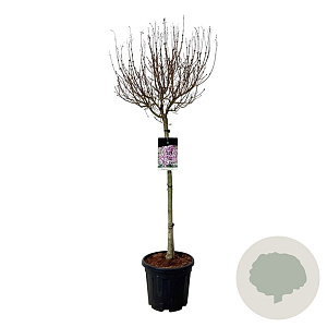 Syringa meyeri Flowerfesta Purple 80 cm stam 15L