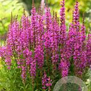 Lythrum salicaria 'Robin' GM  P11
