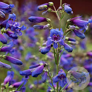 Penstemon b. 'Twizzle Blue' GM  P11