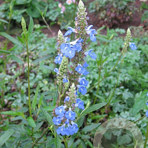 Salvia uliginosa GM  P11