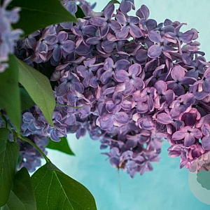 Syringa v. 'Olivier de Serres' 40-60 cm 5,0L 2 tak najaarspotting