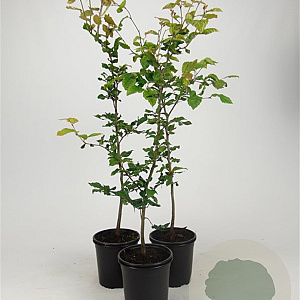 Fagus sylvatica 60-80 cm 2,5L