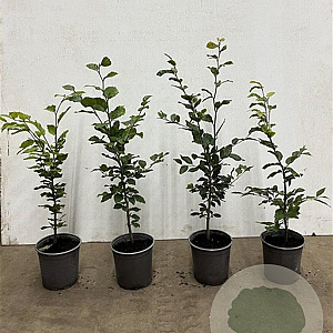 Fagus sylvatica 60-80 cm 2,5L
