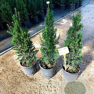 Taxus baccata 50-60 cm 5,0L