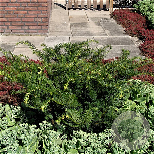 Taxus media 'Farmen' 25-30 cm 3,5L
