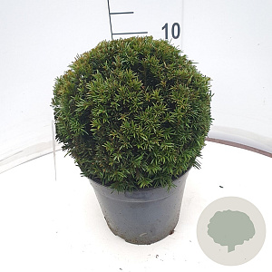 Taxus media 'Groenland' 30 cm 7,5L bol