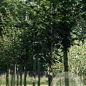 Acer campestre 'Elsrijk' 10-12 HO draadkluit