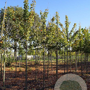Acer campestre 'Elsrijk' 12-14 HO draadkluit
