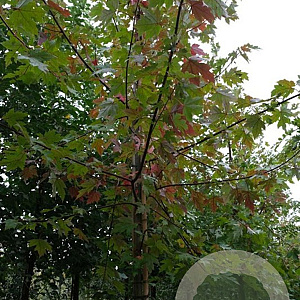 Acer freemanii Autumn Blaze 14-16 HO draadkluit