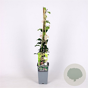 Trachelospermum jasminioides 'Star of Sicily' 70 cm 2,0L