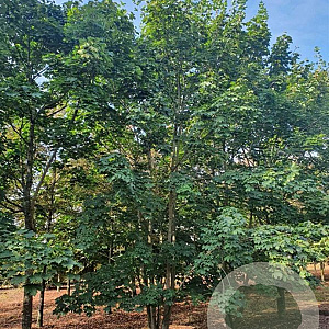 Acer platanoides 600-700 cm draadkluit meerstammig