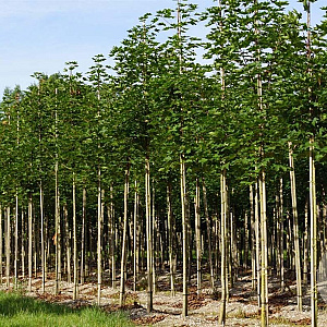 Acer plat. 'Emerald Queen' 10-12 HO draadkluit