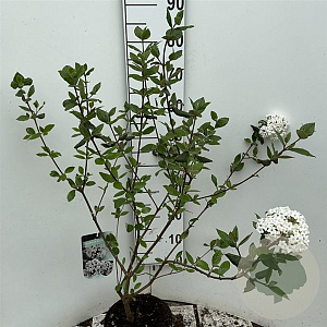 Viburnum burkwoodii 60-80 cm 5,0L
