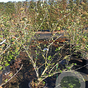 Viburnum carlcephalum 100-125 cm 20L
