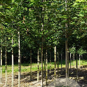 Acer pseudoplatanus 10-12 HO draadkluit