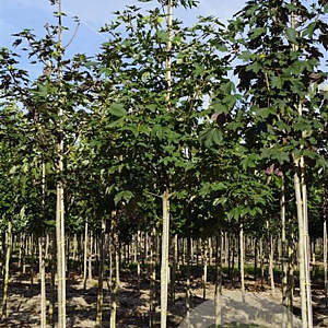 Acer pseudoplatanus 10-12 HO draadkluit