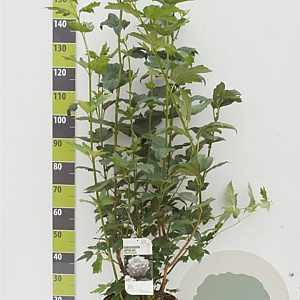 Viburnum opulus 'Roseum' 100-125 cm 12L