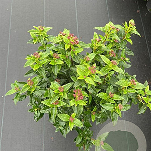 Viburnum tinus 30-40 cm 3,0L