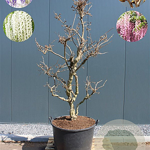 Wisteria brach. 'Showa-beni' 200-225 cm cont. 160L solitair