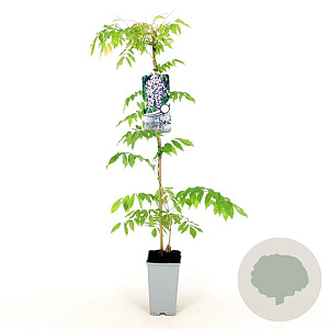 Wisteria flor. 'Domino' 80-100 cm 2,5L