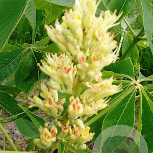 Aesculus flava 14-16 HO draadkluit