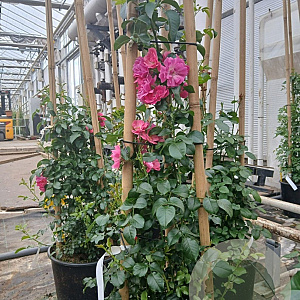 Rosa (K) Heidetraum PLUS 200-250 cm 30L 3 stok